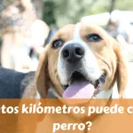 ¿CUÁNTOS KILÓMETROS PUEDE CORRER UN PERRO
