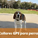 Collares GPS para perros baratos