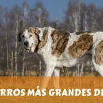 LOS 10 PERROS MÁS GRANDES DEL MUNDO
