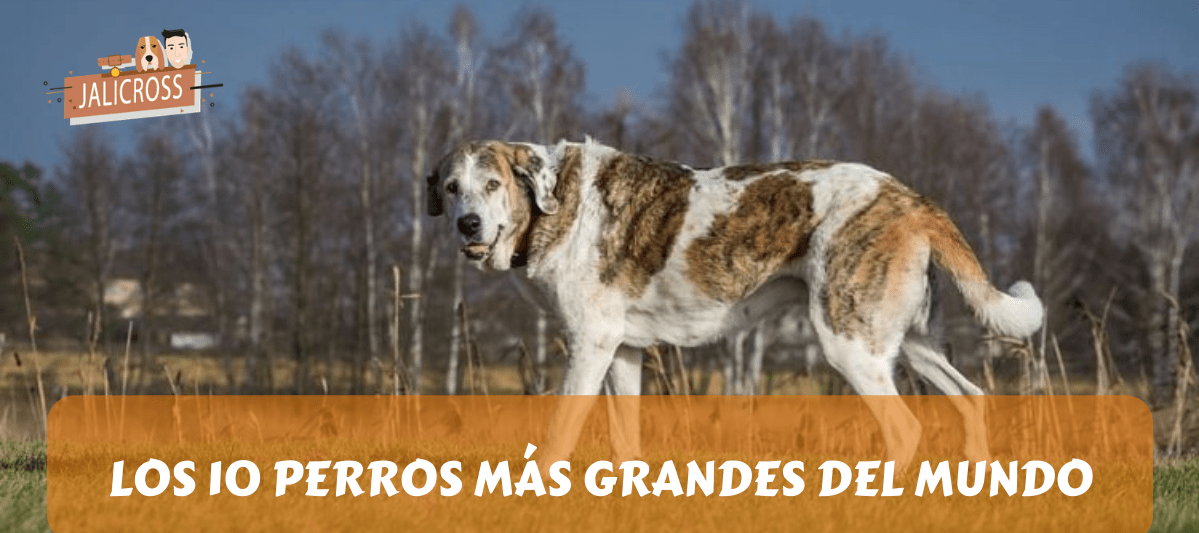 Los 10 perros más grandes del mundo✓ ¡Descúbrelos!