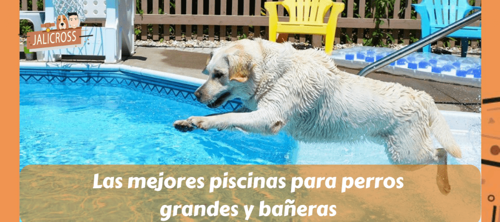 Las mejores piscinas para perros grandes y bañeras