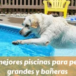 Las mejores piscinas para perros grandes y bañeras