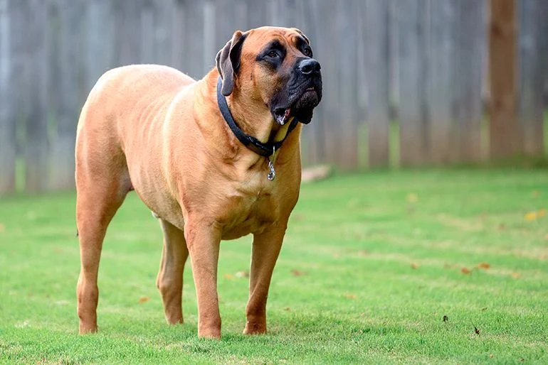 Mastín Inglés perro mas grande del mundo
