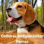 Collares Antiparasitarios Para Perros