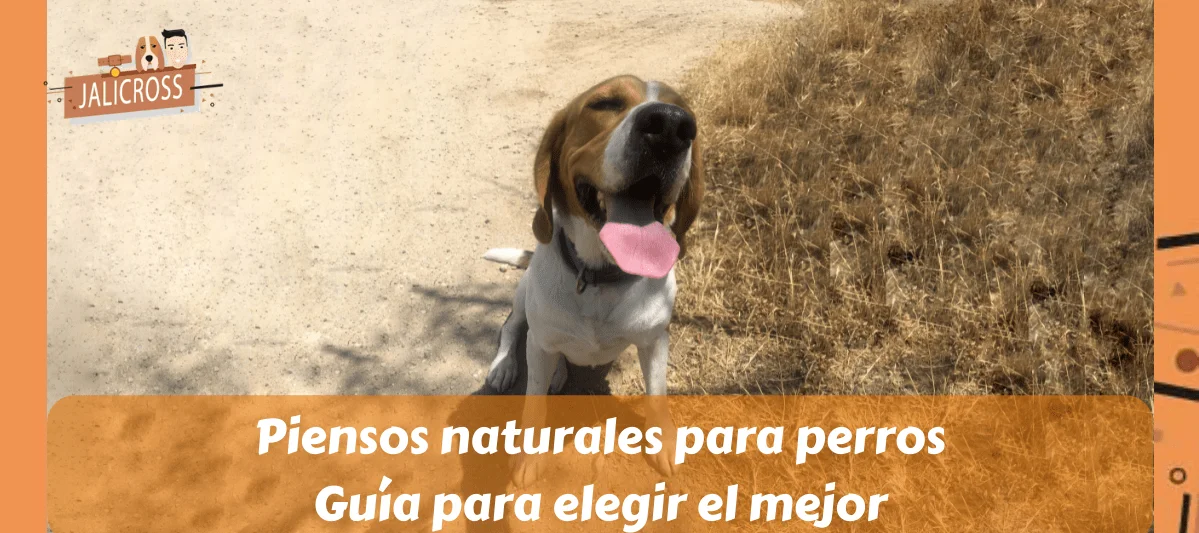 Piensos naturales para perros, Guía para elegir el mejor (1)