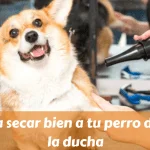 Aprende a secar bien a tu perro después de la ducha