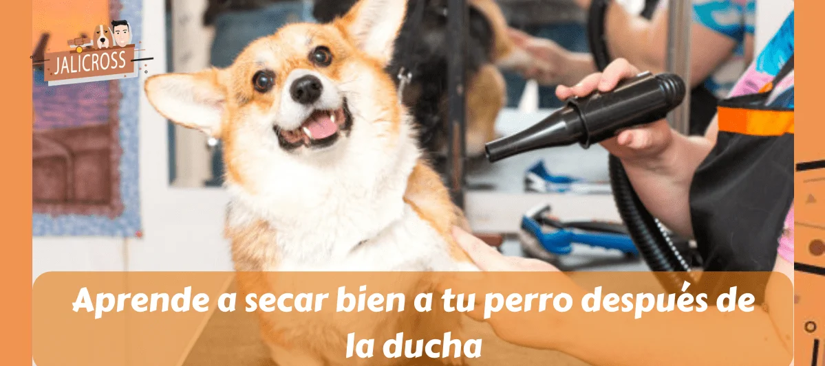 Aprende a secar bien a tu perro después de la ducha