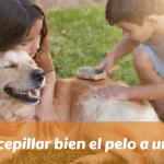 Cómo cepillar bien el pelo a un perro