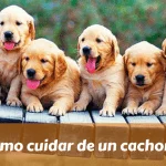 Cómo cuidar de un cachorro