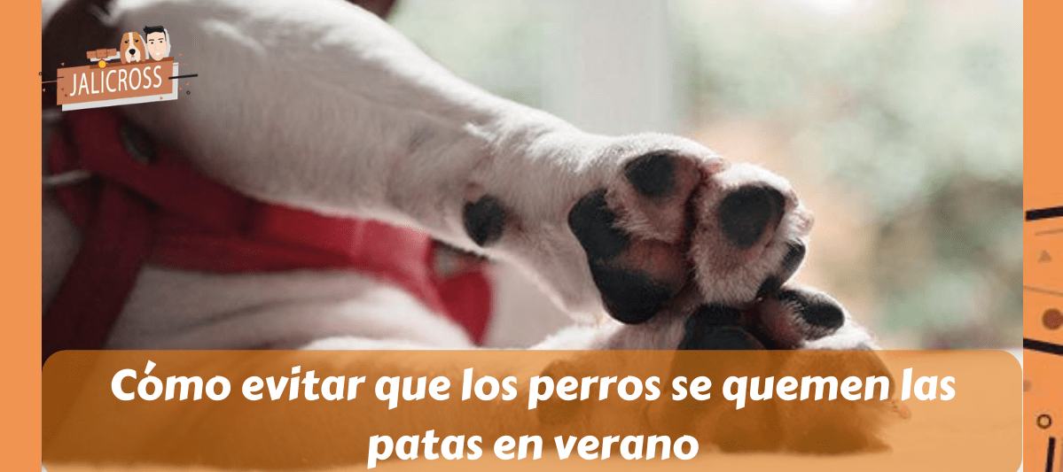 Cómo evitar que los perros se quemen las patas en verano