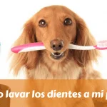 Cómo lavar los dientes a mi perro