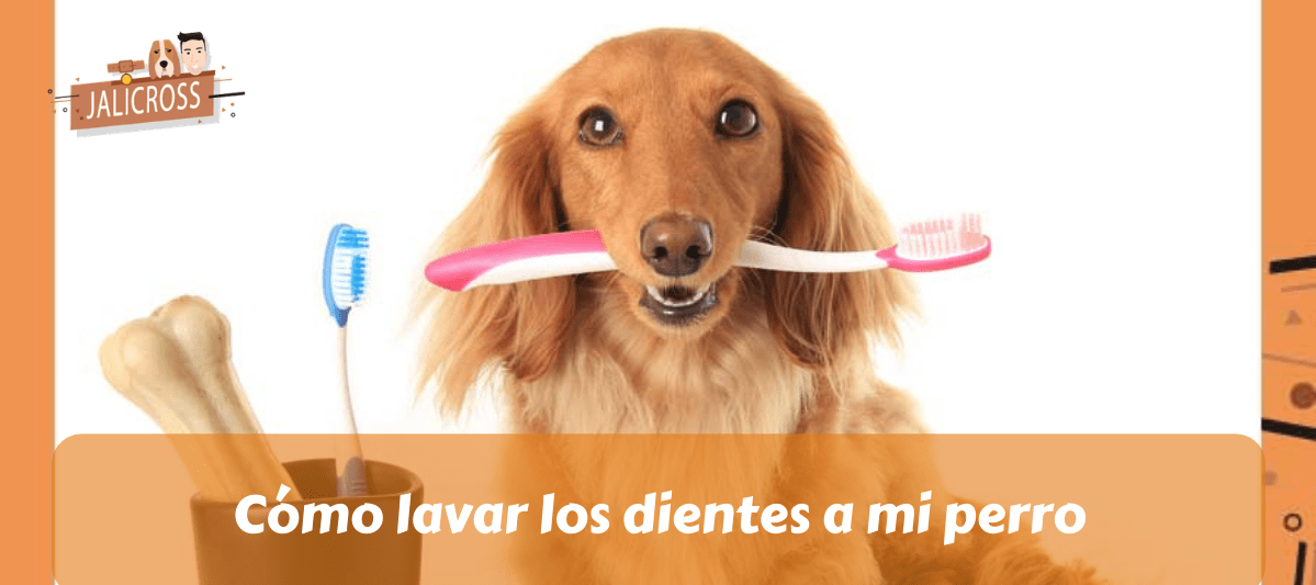 Cómo lavar los dientes a mi perro
