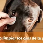 Cómo limpiar los ojos de tu perro