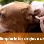 Cómo limpiarle las orejas a un perro