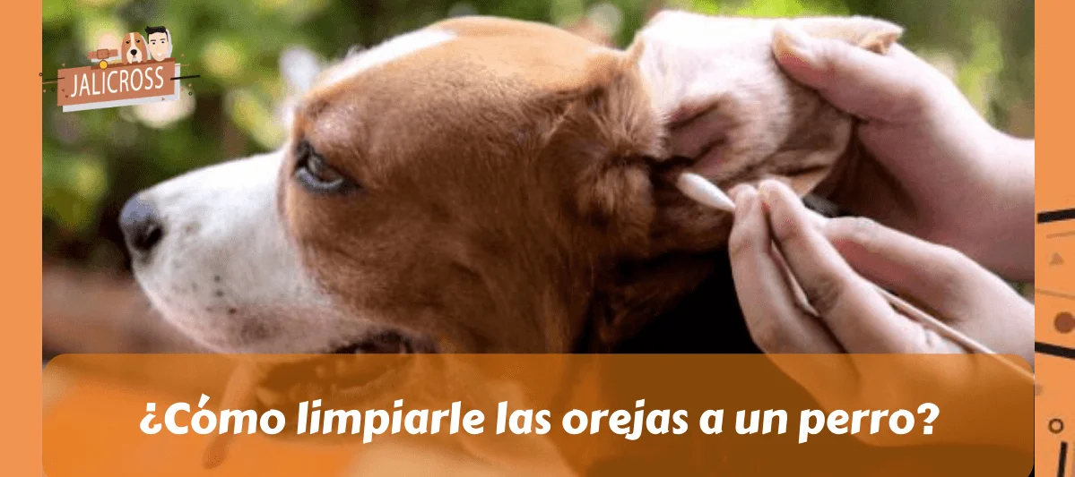 Cómo limpiarle las orejas a un perro