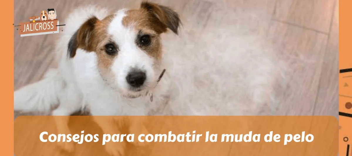 Consejos para combatir la muda de pelo