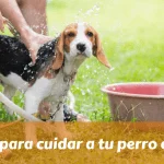 Consejos para cuidar a tu perro en verano