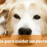 Consejos para cuidar un perro mayor