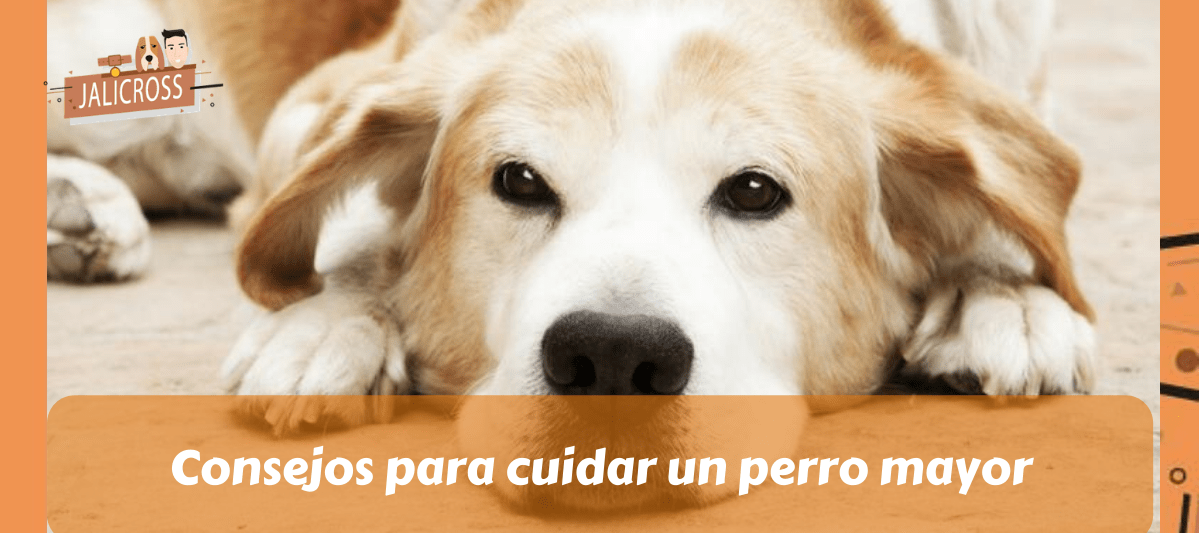 Consejos para cuidar un perro mayor