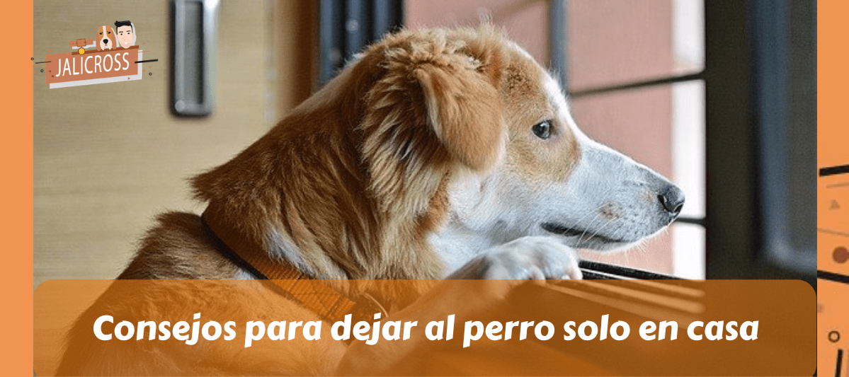 Consejos para dejar al perro solo en casa