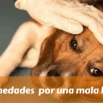 enfermedades por una mala higiene en mascotas
