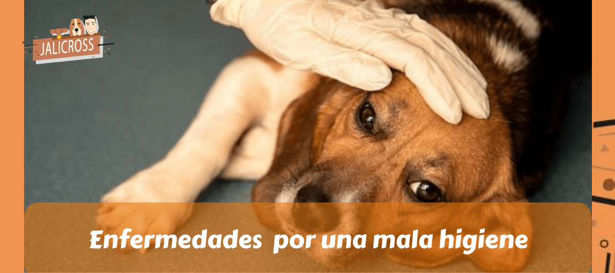 enfermedades por una mala higiene en mascotas