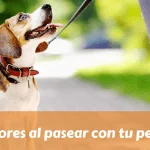 Errores al pasear con tu perro