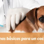 Vacunas básicas para un cachorro