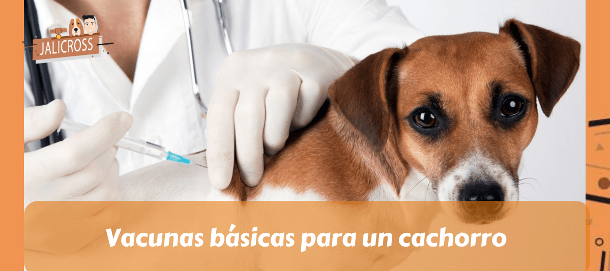 Vacunas básicas para un cachorro