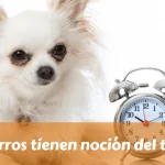 Noción del tiempo en los perros