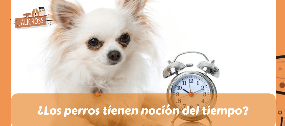 Noción del tiempo en los perros