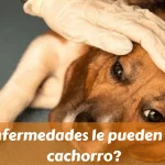 ¿Qué enfermedades le pueden dar a un cachorro?