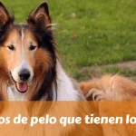 Qué tipos de pelo que tienen los perros