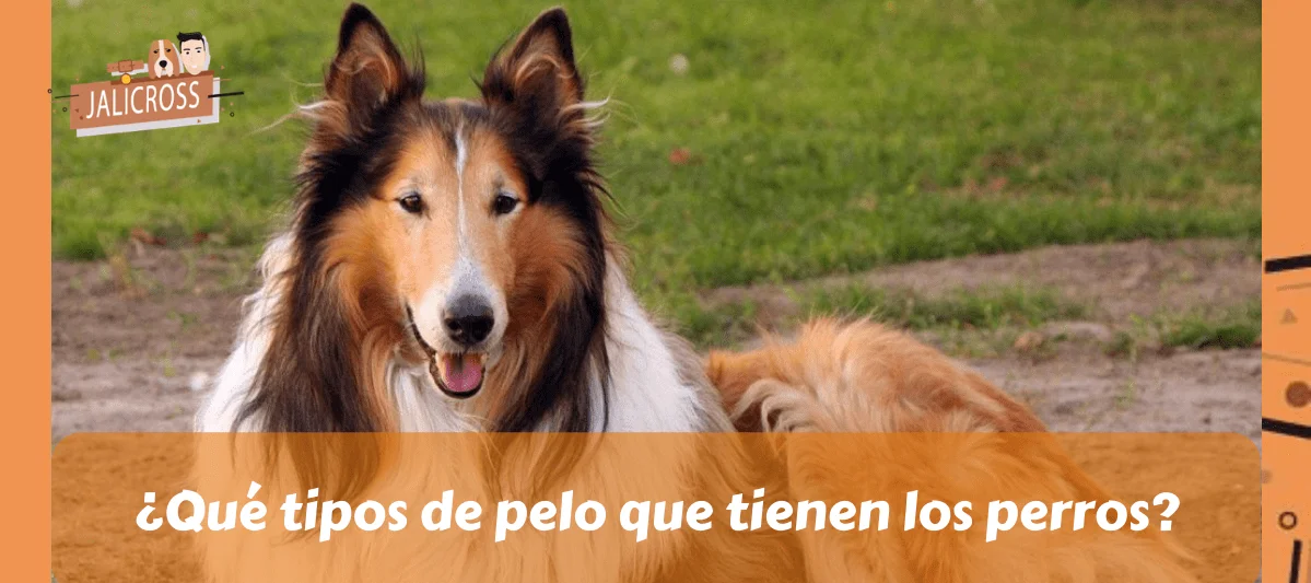 Qué tipos de pelo que tienen los perros