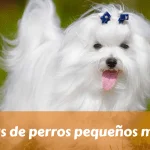 15 razas de perros pequeños mini toy
