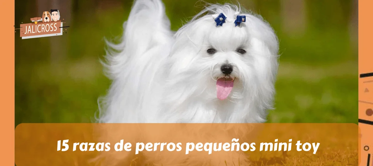 15 RAZAS de PERROS Mini TOY