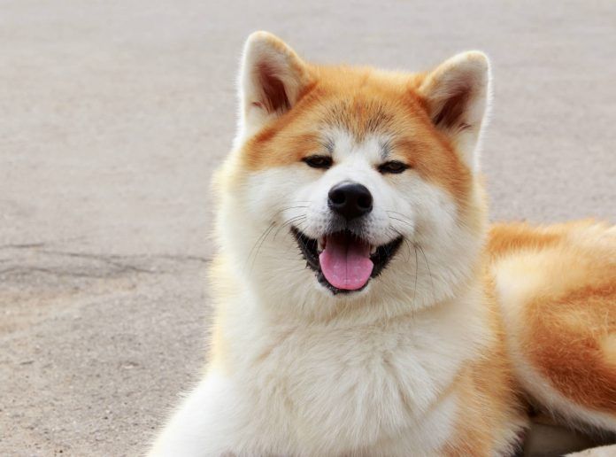 Akita perros más caros