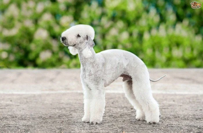 Bedlington Terrier perros más feos