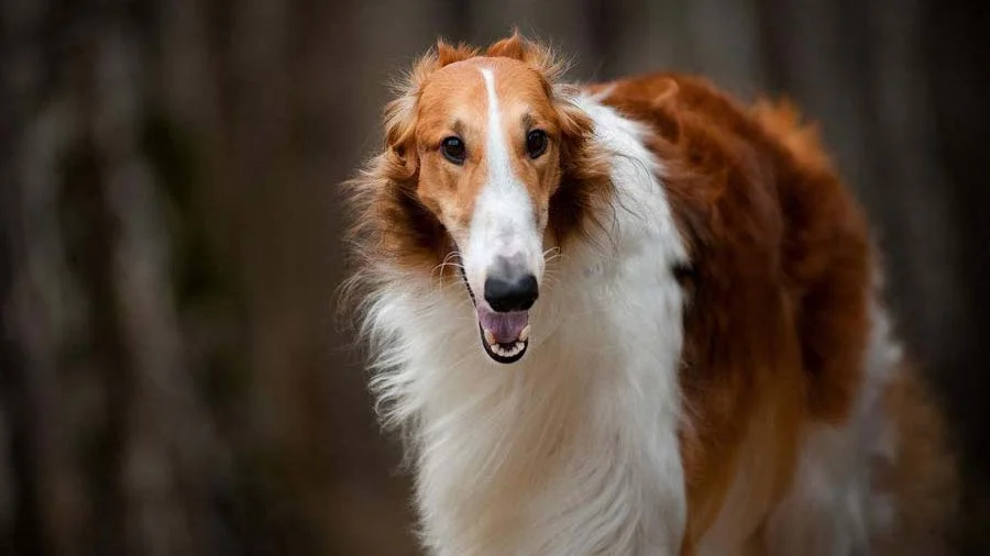 Borzoi perros más feos