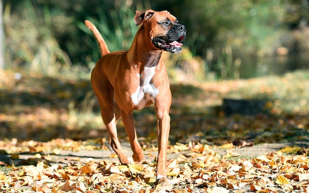 Boxer perros más peligrosos