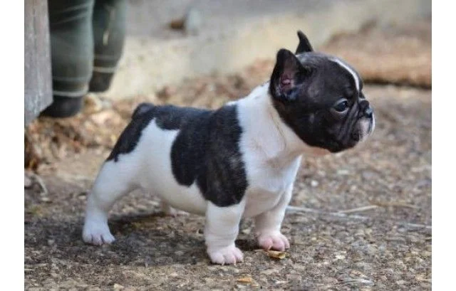 Bulldog francés perros más feos