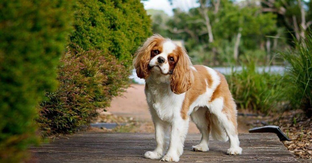 Cavalier King Charles Spaniel perros más caros