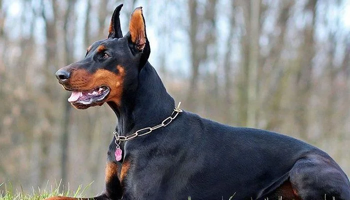 Doberman perros más peligrosos
