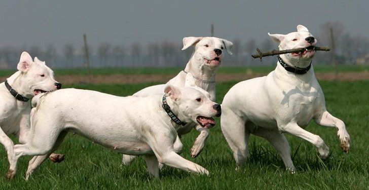 Dogo Argentino perros más caros