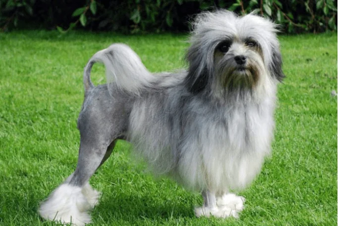 Löwchen perros más caros