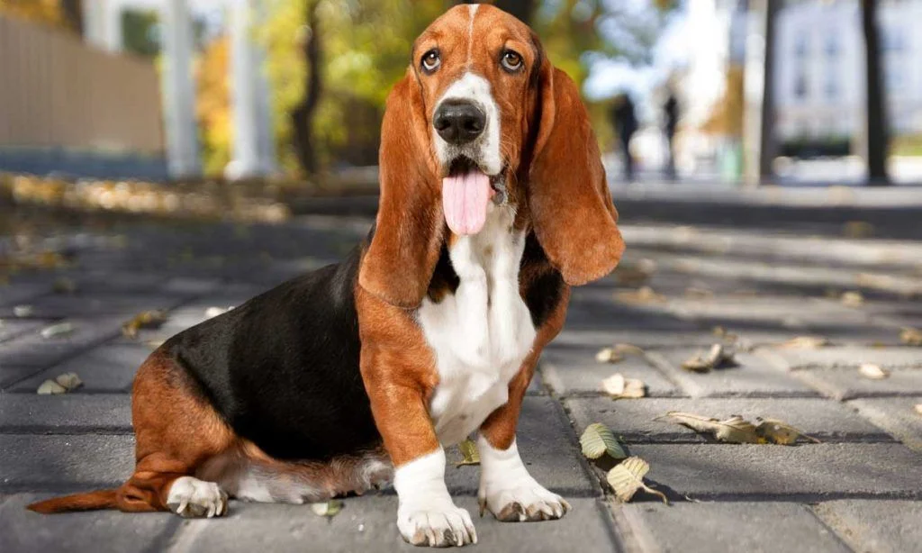 Perro Sabueso perros más feos