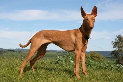 Pharaoh Hound perros más caros