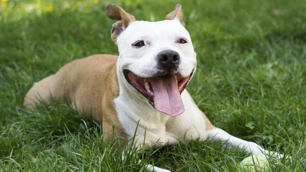 Pitbull perros más peligrosos