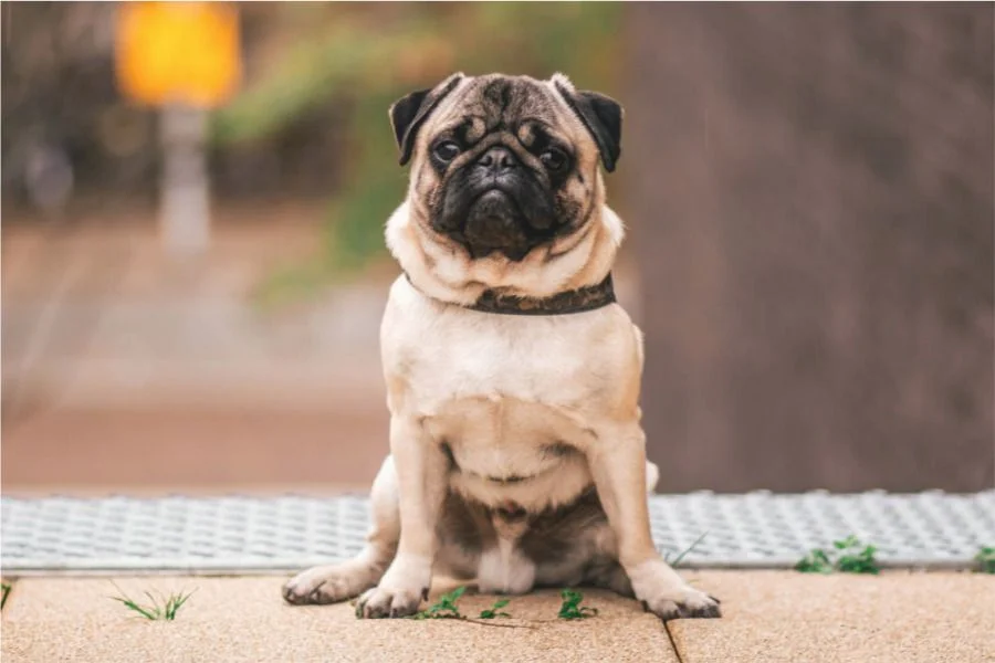 Pug perros más feos