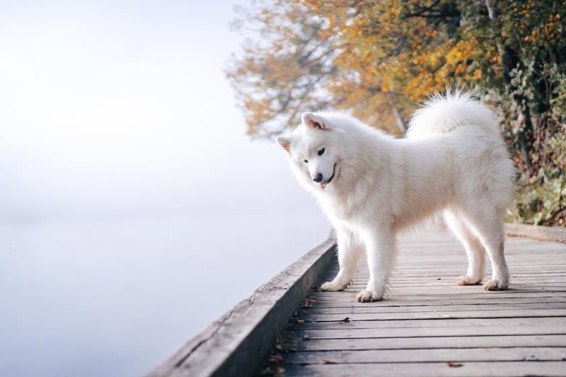 Samoyedo perros más caros